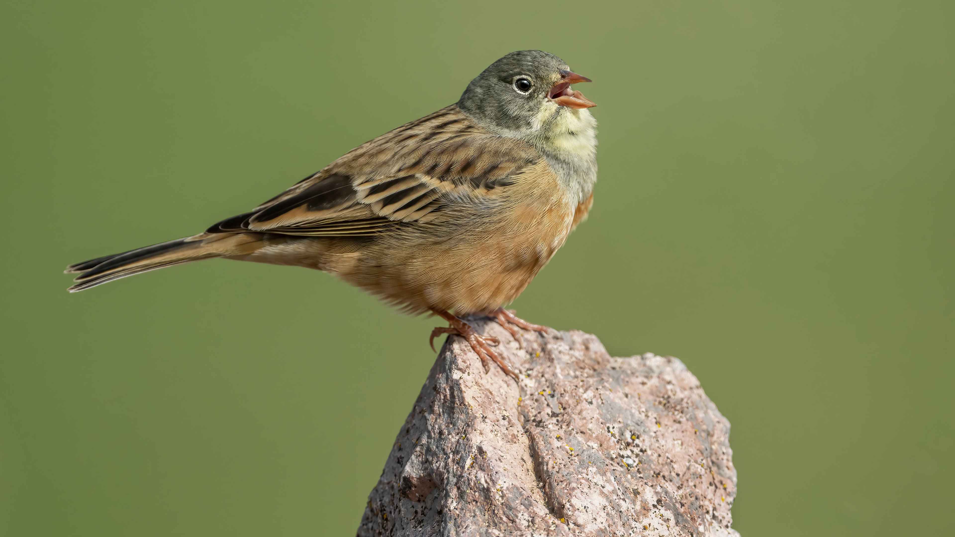 Ortolan Bunting